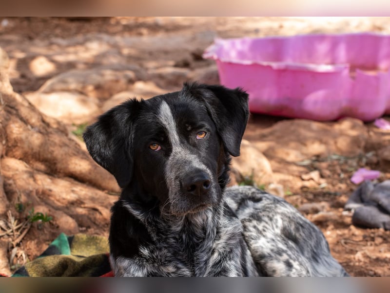 agiler Menschen bezogener Setter MERLIN