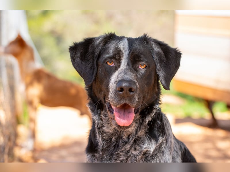 agiler Menschen bezogener Setter MERLIN