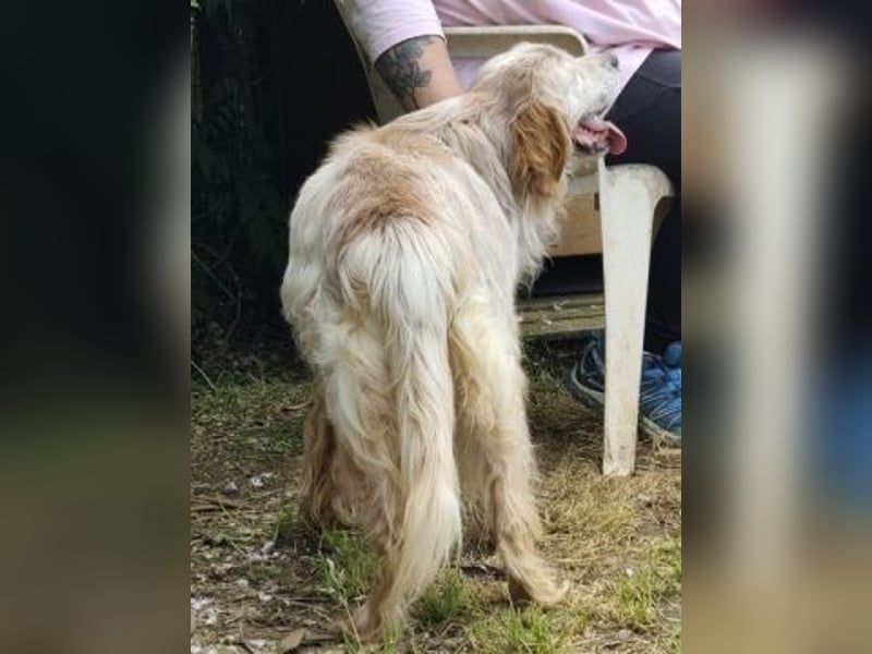 Sebastian - feiner Setter Mix im besten Alter