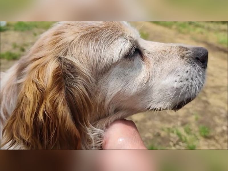 Sebastian - feiner Setter Mix im besten Alter