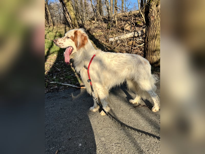 Wunderschöner und lieber English Setter Rüde zu verk