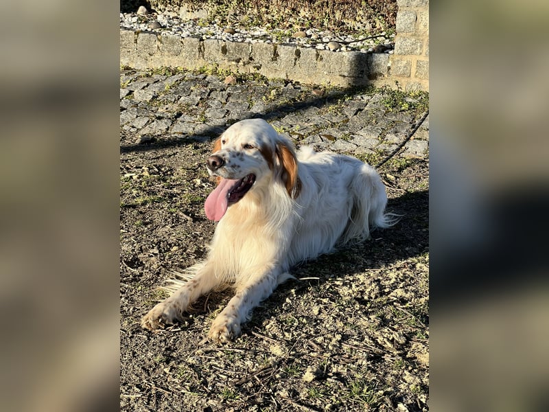 Wunderschöner und lieber English Setter Rüde zu verk