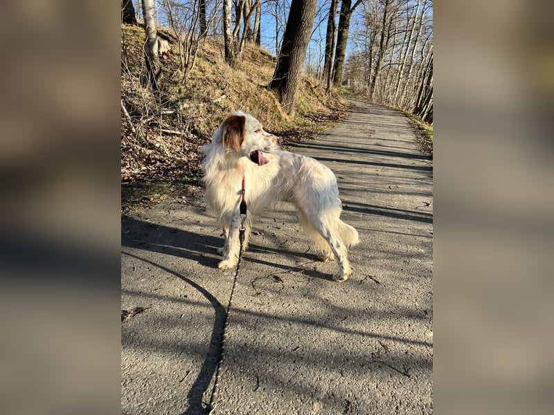 Wunderschöner und lieber English Setter Rüde zu verk