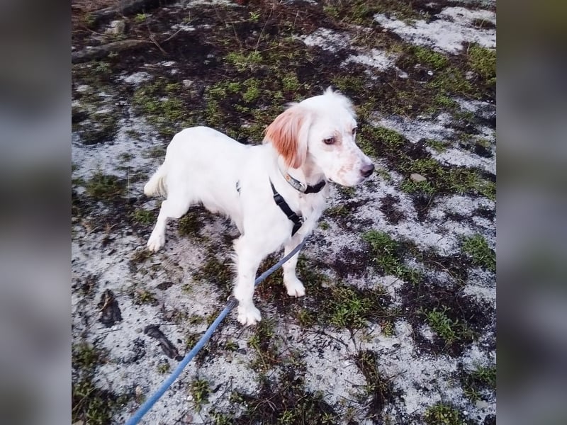 Leyla - junges freundliches Settermädchen