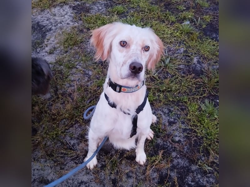 Leyla - junges freundliches Settermädchen