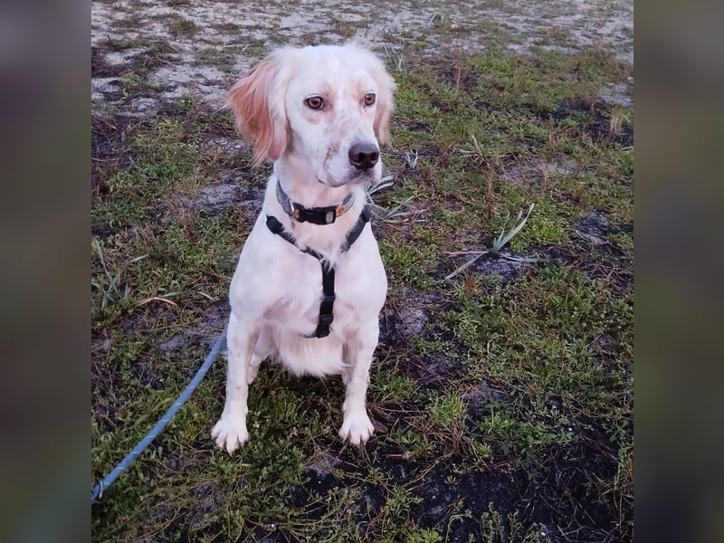 Leyla - junges freundliches Settermädchen