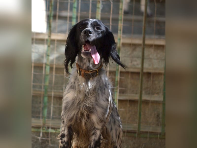 Fiona - wer heilt meine gebrochene Seele?