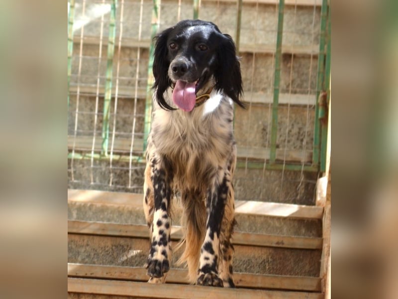 Fiona - wer heilt meine gebrochene Seele?