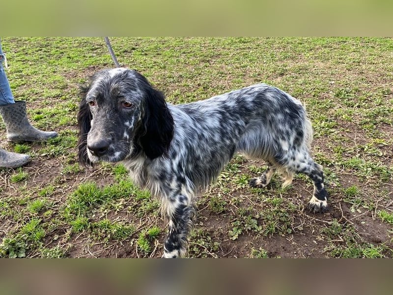 Viola - (Dringend Zuhause oder Pflegestelle gesucht) wo bleibt denn nun der Frühling?