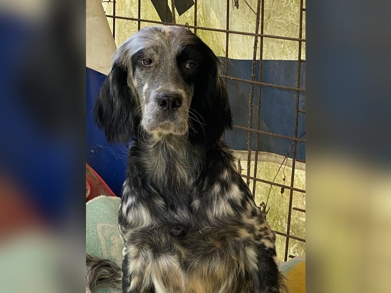 Helvetia - Zuhause dringend gesucht - Angst beginnt im Kopf ? Mut auch!