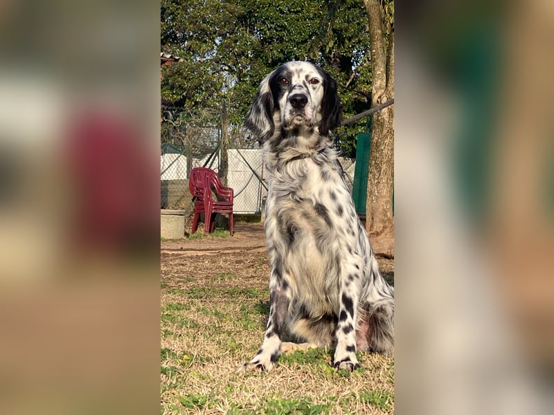 Flik - (Dringend Pflegestelle oder Zuhause gesucht) träumt von mehr!