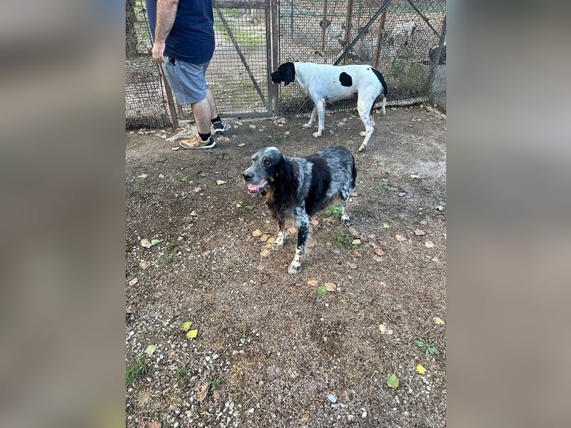 Gloria - Herzenshund sucht Sofa und Streichel-Abo