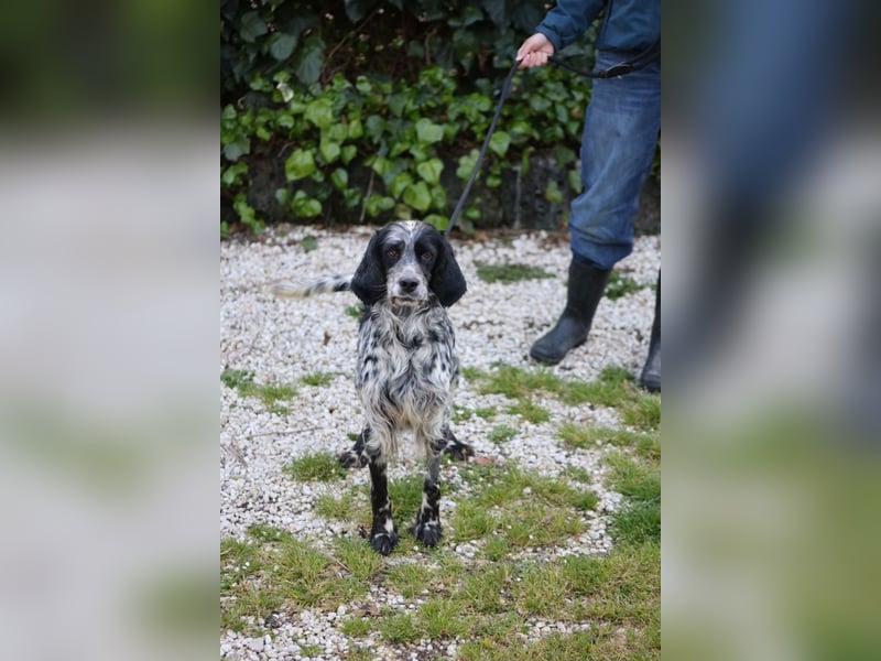 Kira - Darf ich jetzt einfach Hund sein?