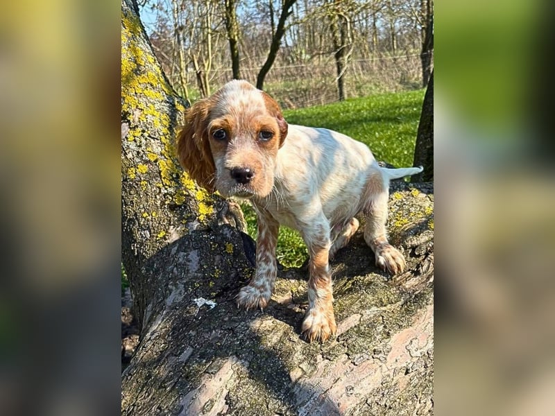 Matti -SOS -  Das Einohrhäschen und sein Schutzengel