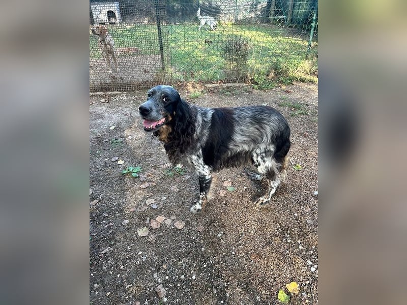 Gloria - Herzenshund sucht Sofa und Streichel-Abo