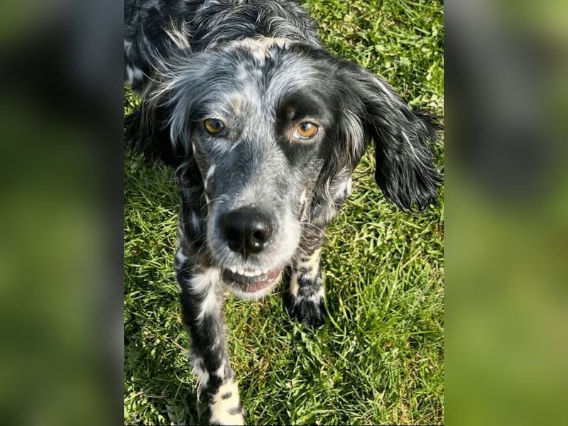 Helvetia - Zuhause dringend gesucht - Angst beginnt im Kopf ? Mut auch!