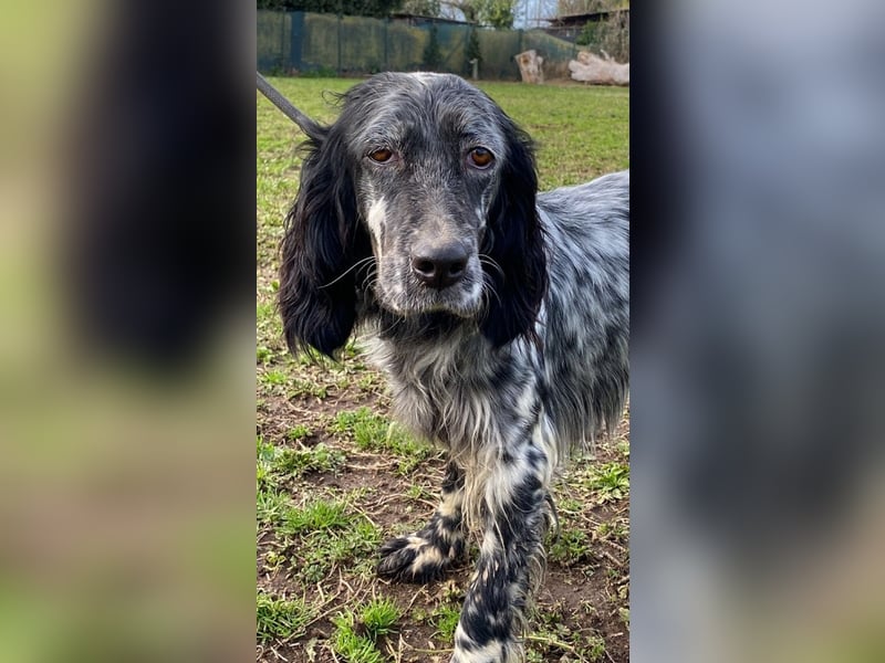 Viola - wo bleibt denn nun der Frühling?