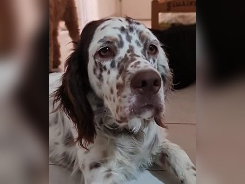 Sirio - Familienanhang bevorzugt