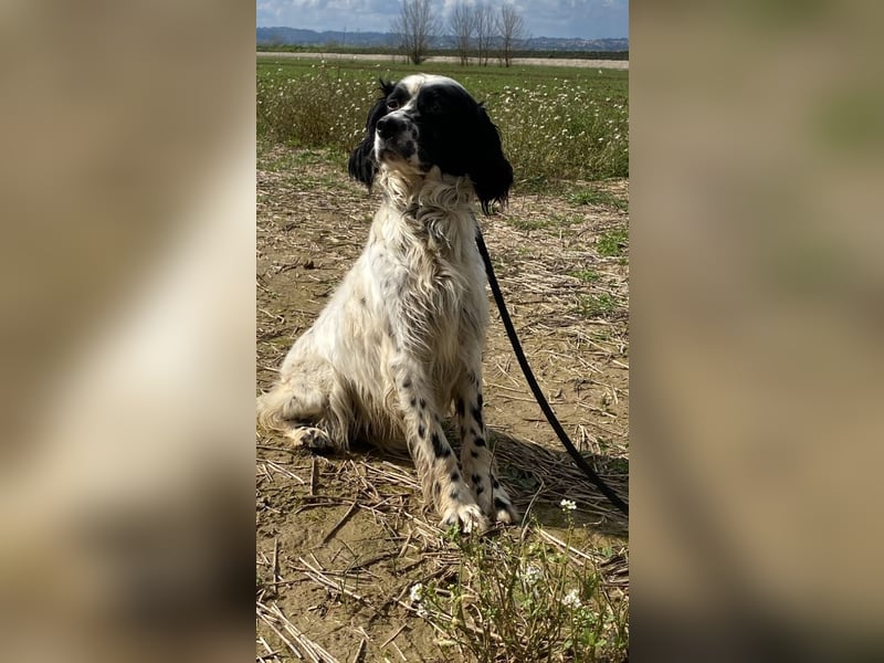 Fola - Hallo hübsche Setterina