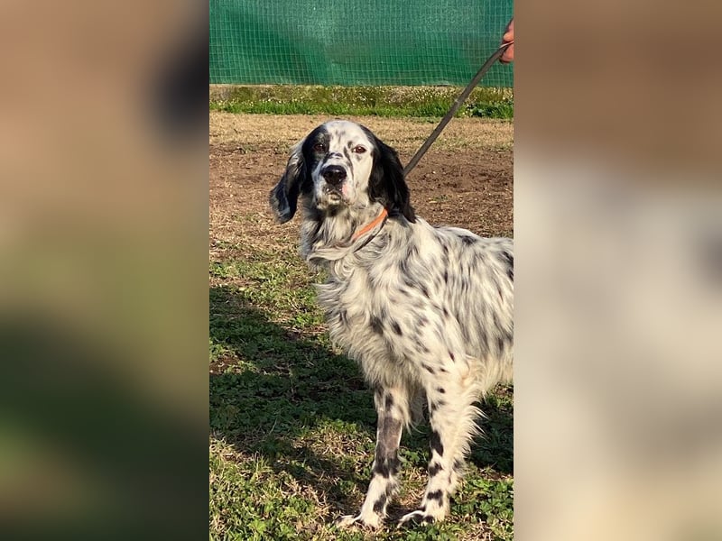 Flik - (Dringend Pflegestelle oder Zuhause gesucht) träumt von mehr!