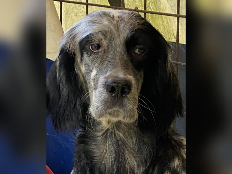 Helvetia - Zuhause dringend gesucht - Angst beginnt im Kopf ? Mut auch!