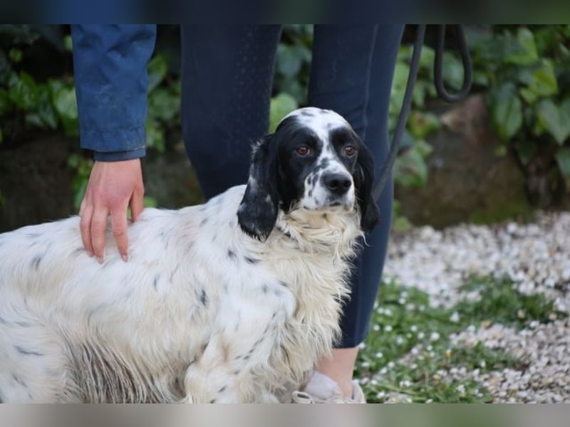 Fola - Hallo hübsche Setterina