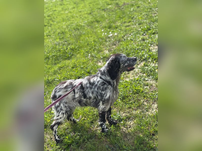 Elettra - Das Leuchten für immer