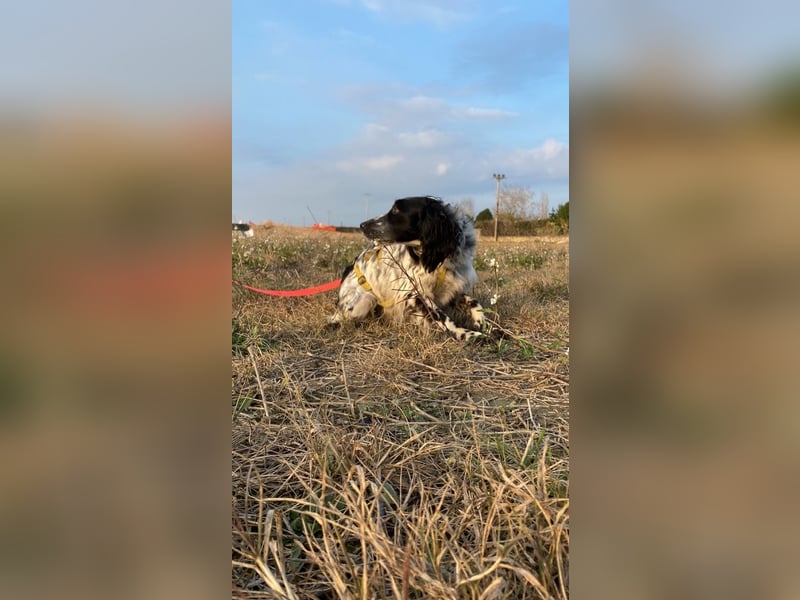 Boris - zu schade zum Jagen