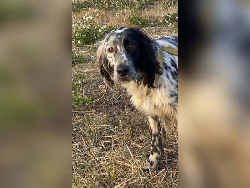 Boris - zu schade zum Jagen