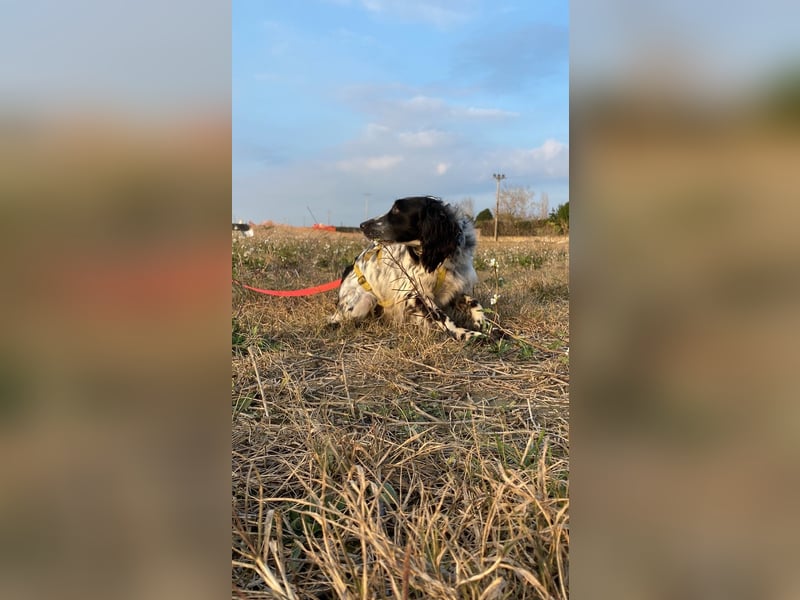 Boris -  zu schade zum Jagen