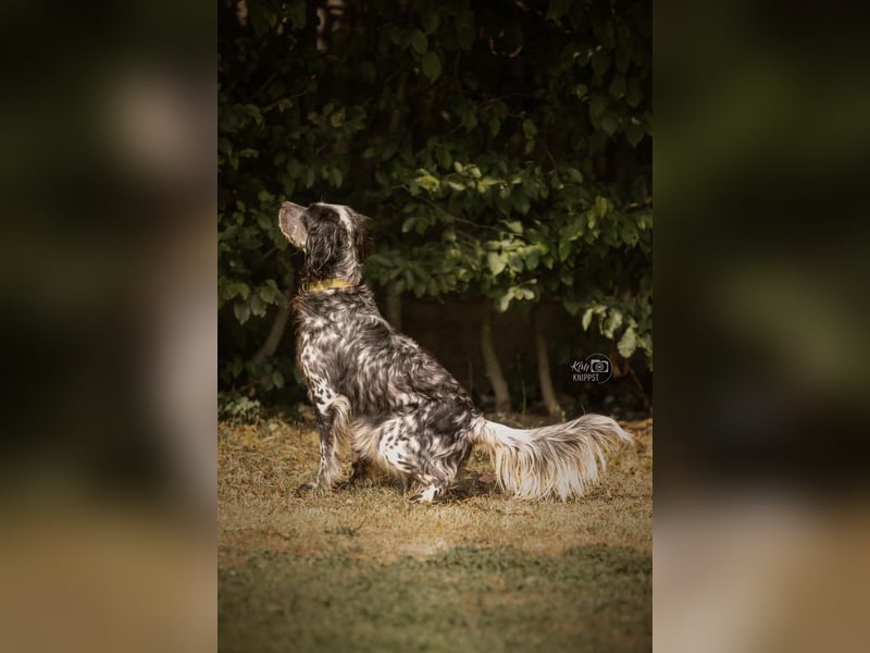 Helvetia - Zuhause dringend gesucht - Angst beginnt im Kopf ? Mut auch!