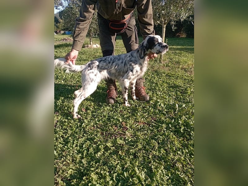 Flik - (Dringend Pflegestelle oder Zuhause gesucht) träumt von mehr!