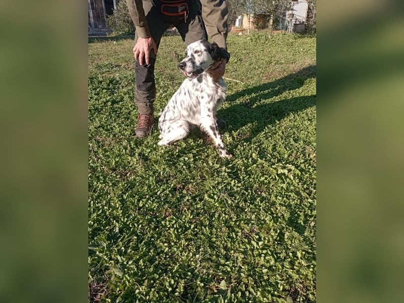 Flik - „A star is born!“