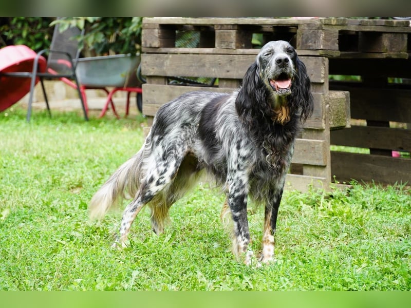 Gloria - Herzenshund sucht Sofa und Streichel-Abo