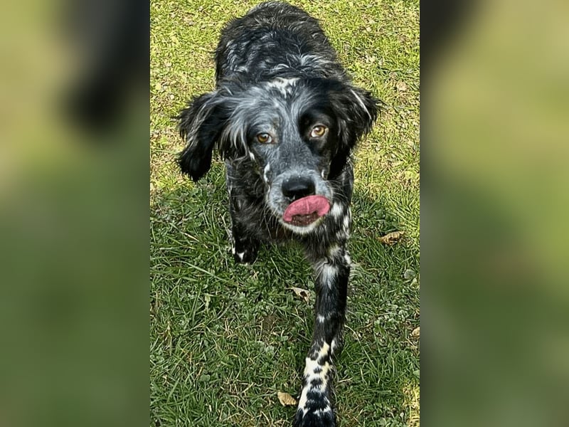 Helvetia - Zuhause dringend gesucht - Angst beginnt im Kopf ? Mut auch!