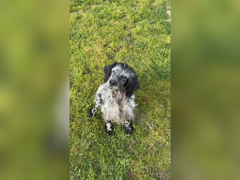 Elettra - Das Leuchten für immer