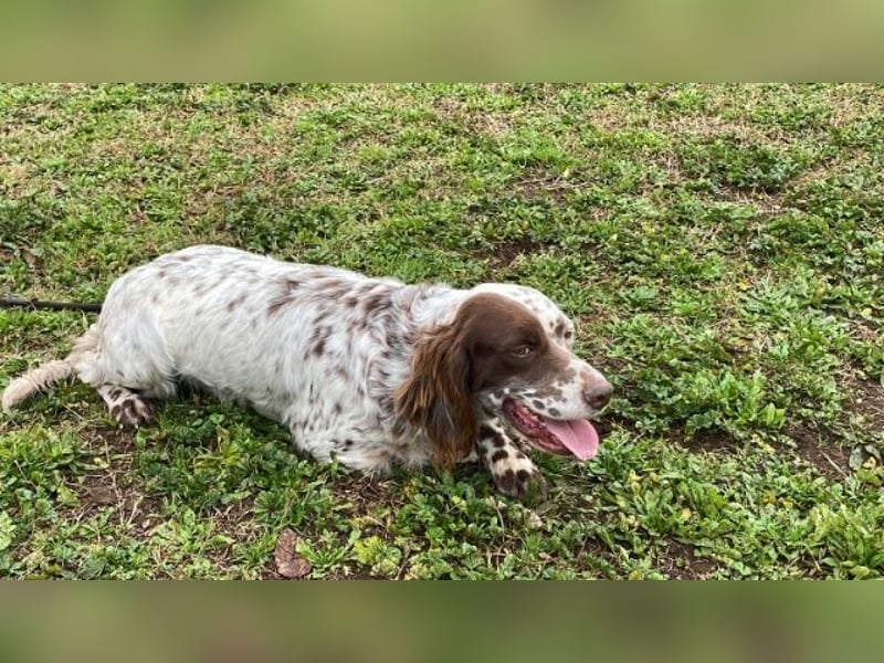 Belladonna - Setter-Schönheit mit ganz viel Herz