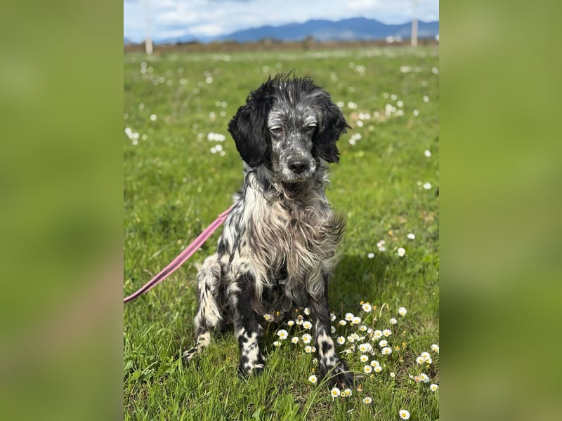 Elettra - Das Leuchten für immer