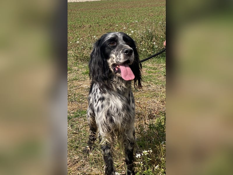 Kira - Darf ich jetzt einfach Hund sein?