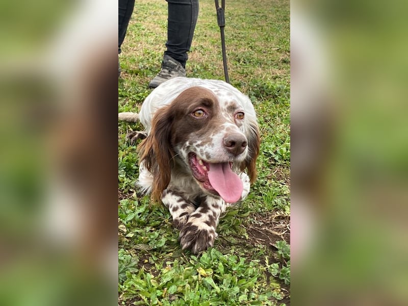 Belladonna - Setter-Schönheit mit ganz viel Herz