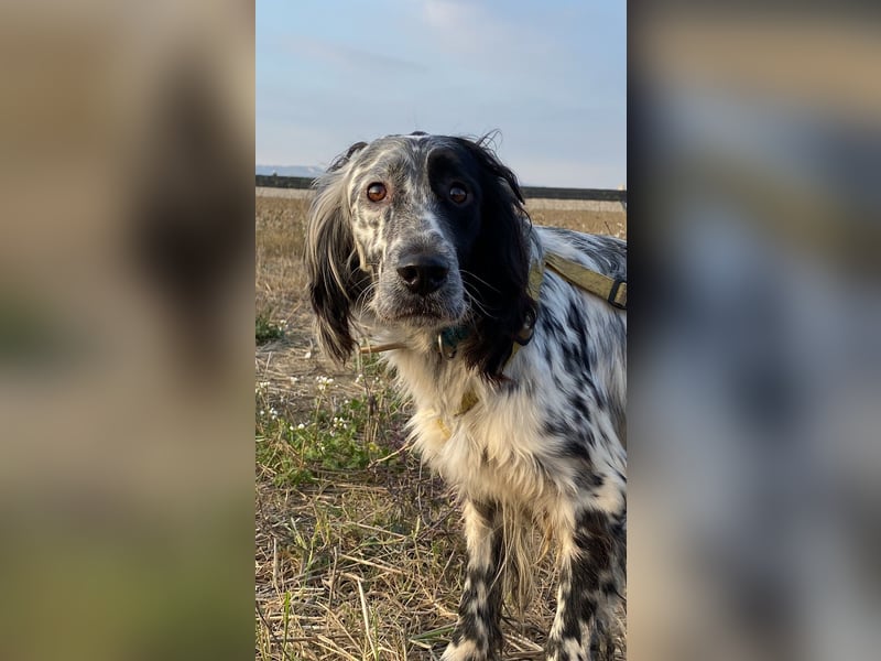 Boris -  zu schade zum Jagen