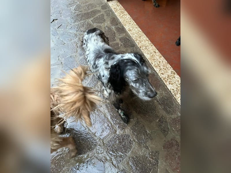 Elettra - Das Leuchten für immer