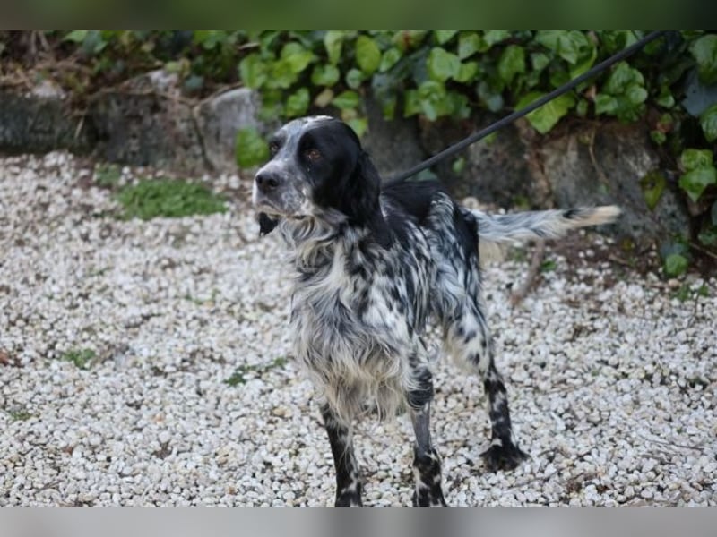 Kira - Darf ich jetzt einfach Hund sein?