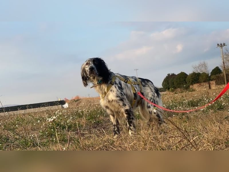 Boris - zu schade zum Jagen