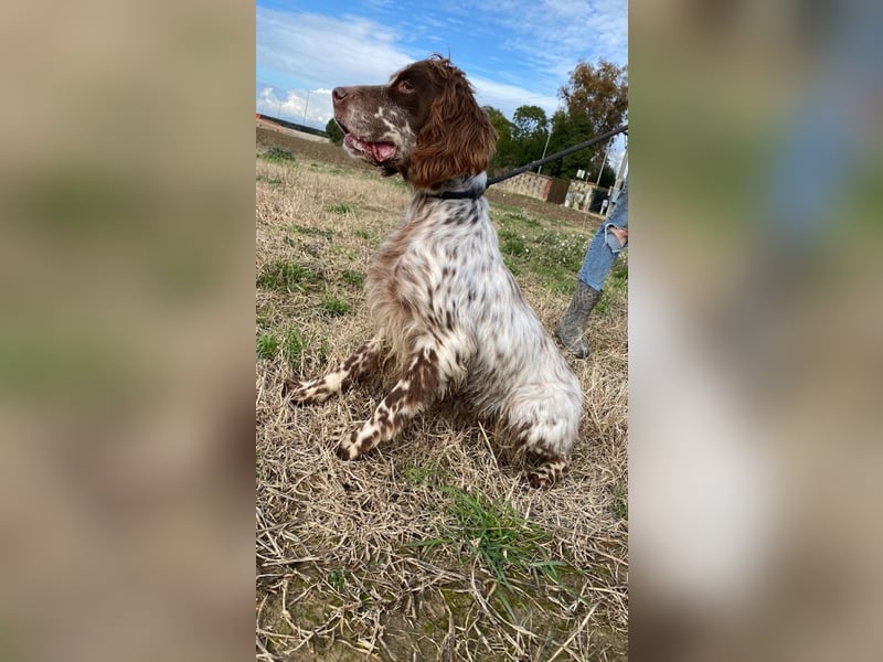 Rosy - Schönheit, die geblieben ist