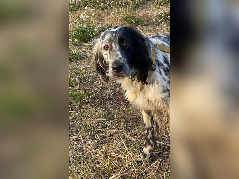 Boris -  zu schade zum Jagen