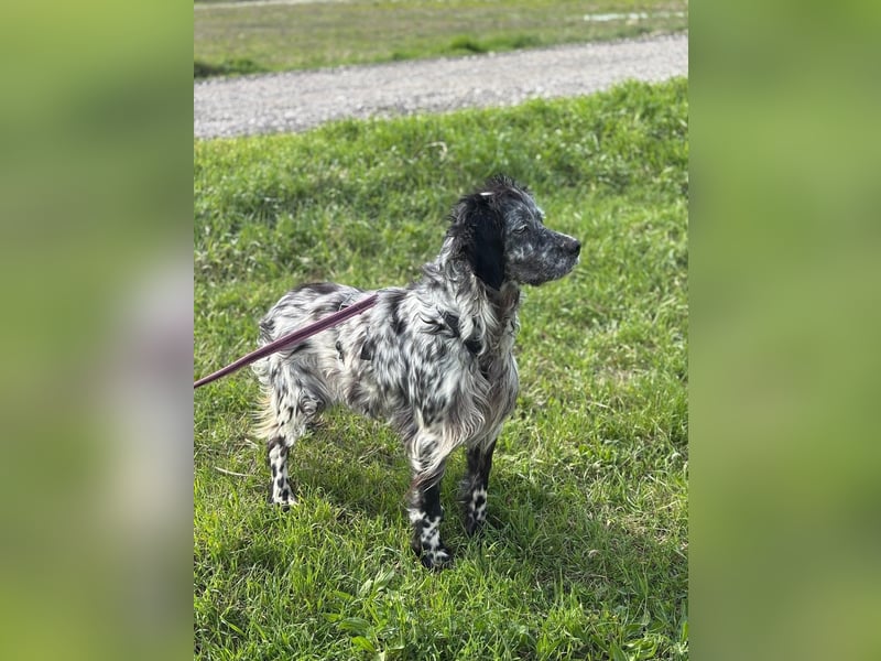 Elettra - Das Leuchten für immer