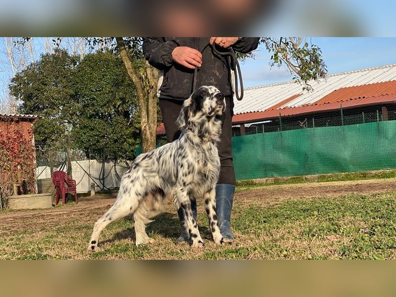 Flik - (Dringend Pflegestelle oder Zuhause gesucht) träumt von mehr!