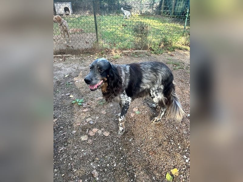 Gloria - Herzenshund sucht Sofa und Streichel-Abo