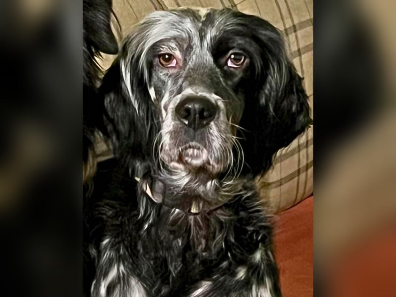 Helvetia - Zuhause dringend gesucht - Angst beginnt im Kopf ? Mut auch!